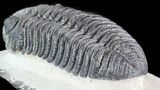 Bumpy Drotops Trilobite - Issoumour, Morocco #50544-3